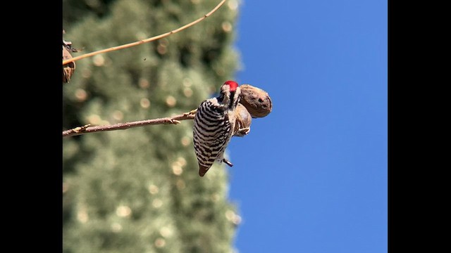 Ladder-backed Woodpecker - ML513913481