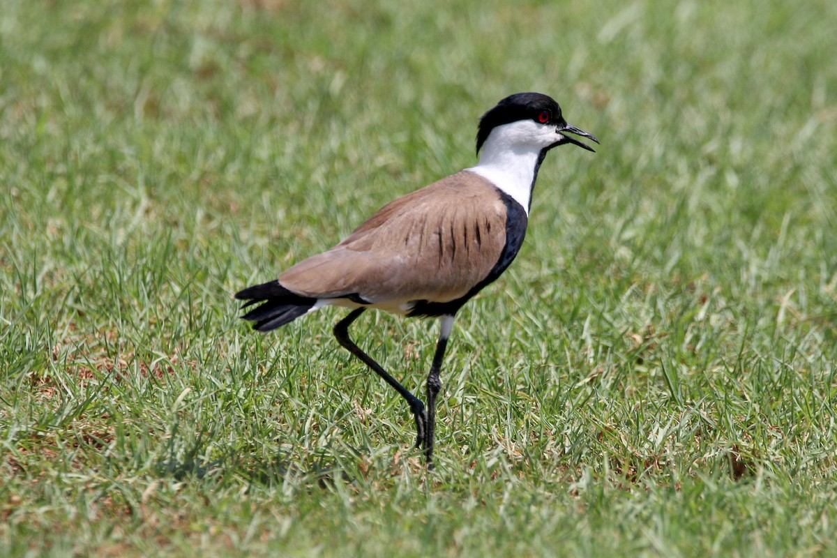 Spur-winged Lapwing - ML513913581