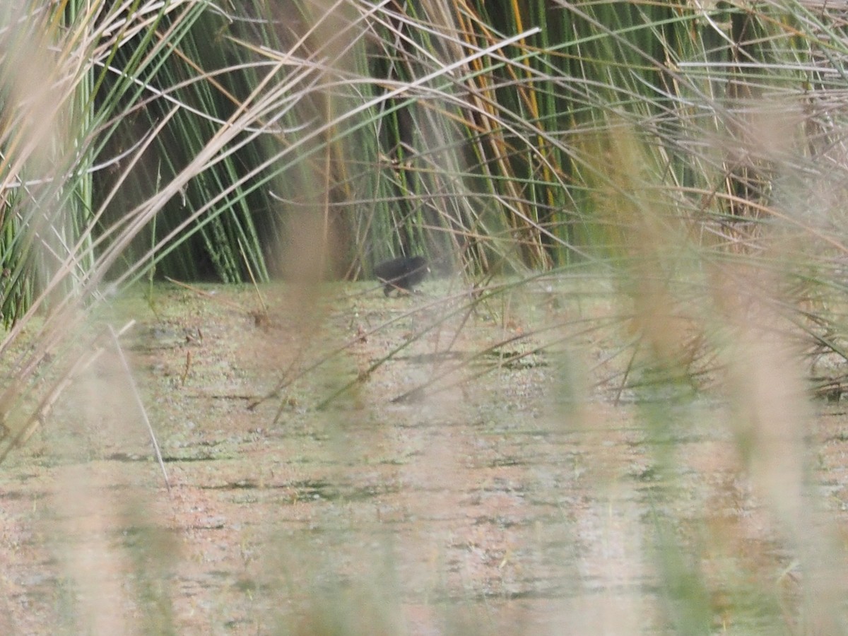 Baillon's Crake - ML513913861