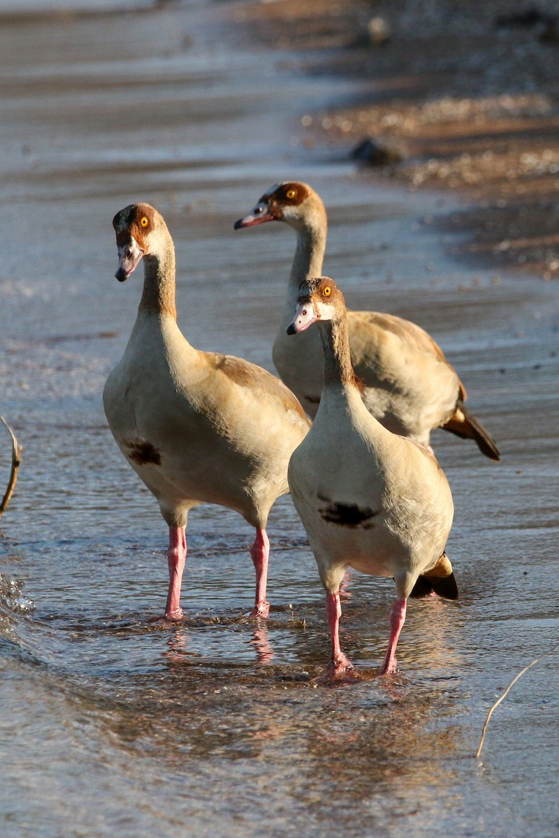 Egyptian Goose - ML513914301