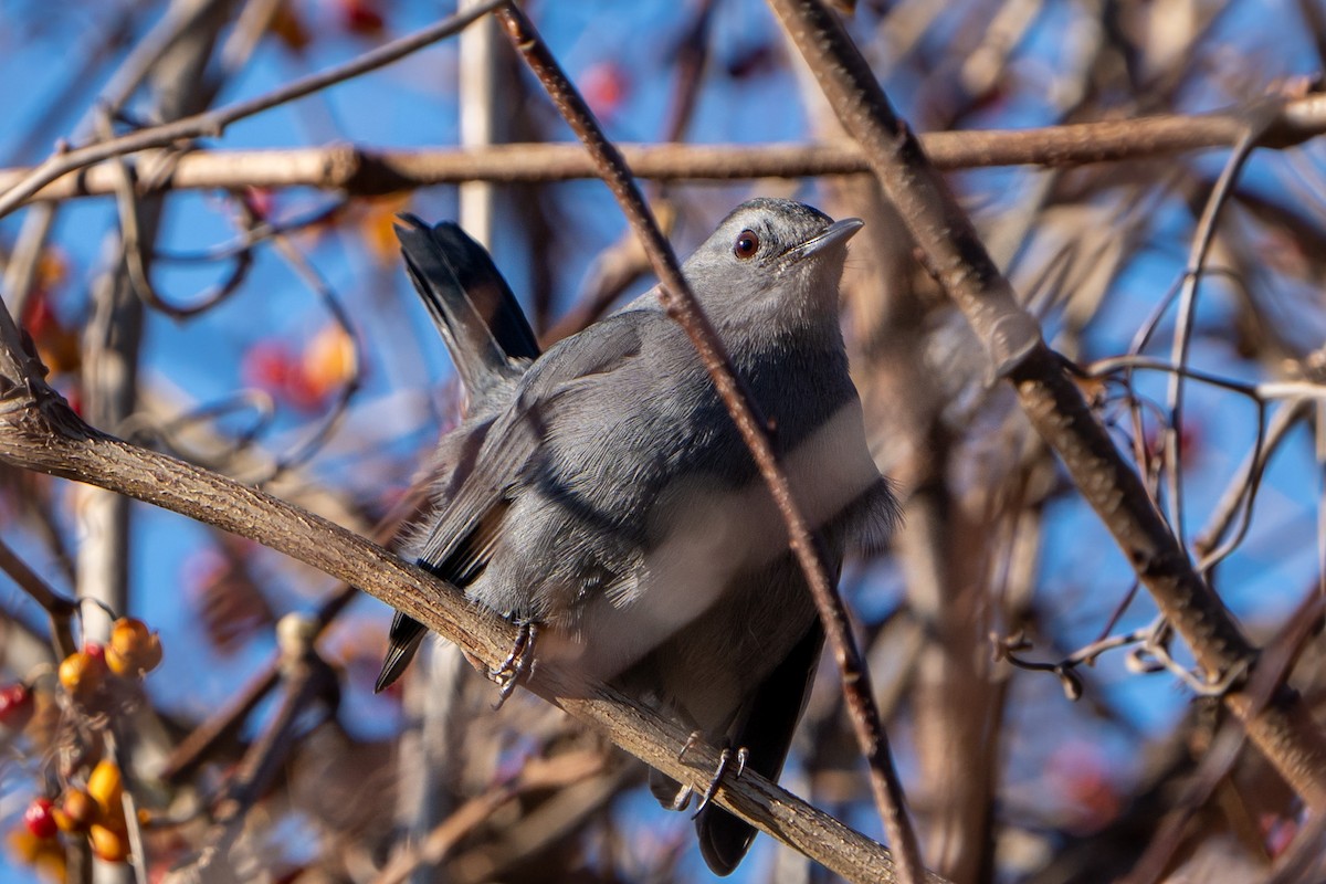 Gray Catbird - ML513915171