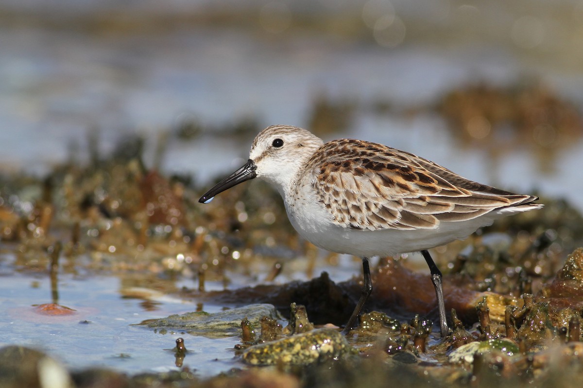 Western Sandpiper - ML51391551