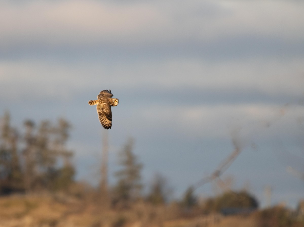 Short-eared Owl - ML513915821