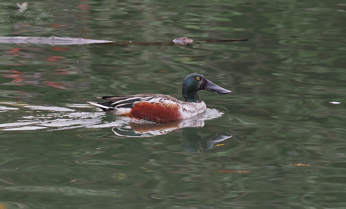 Northern Shoveler - ML513916401