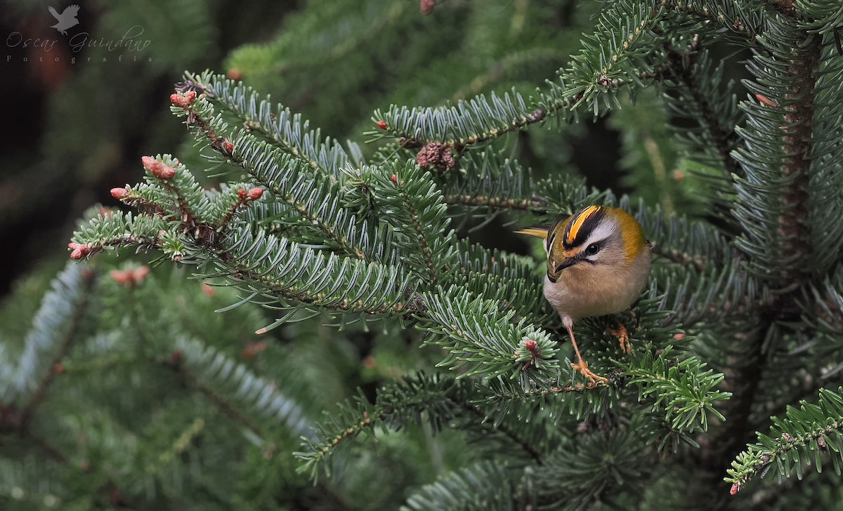 Common Firecrest - ML513916551