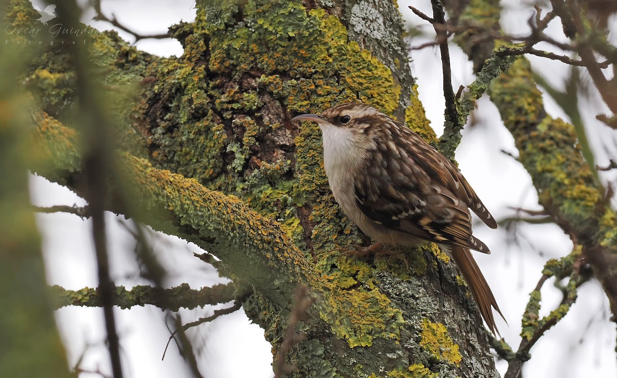 Short-toed Treecreeper - ML513916631