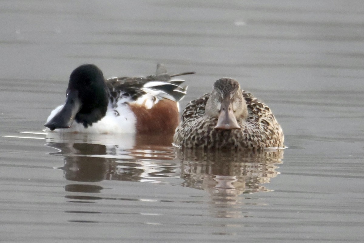 Northern Shoveler - ML513916781