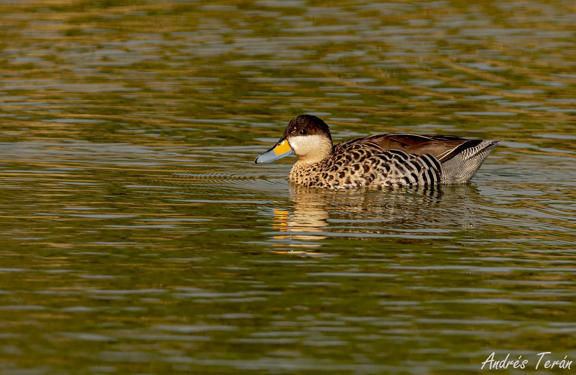 Silver Teal - Andrés  Terán