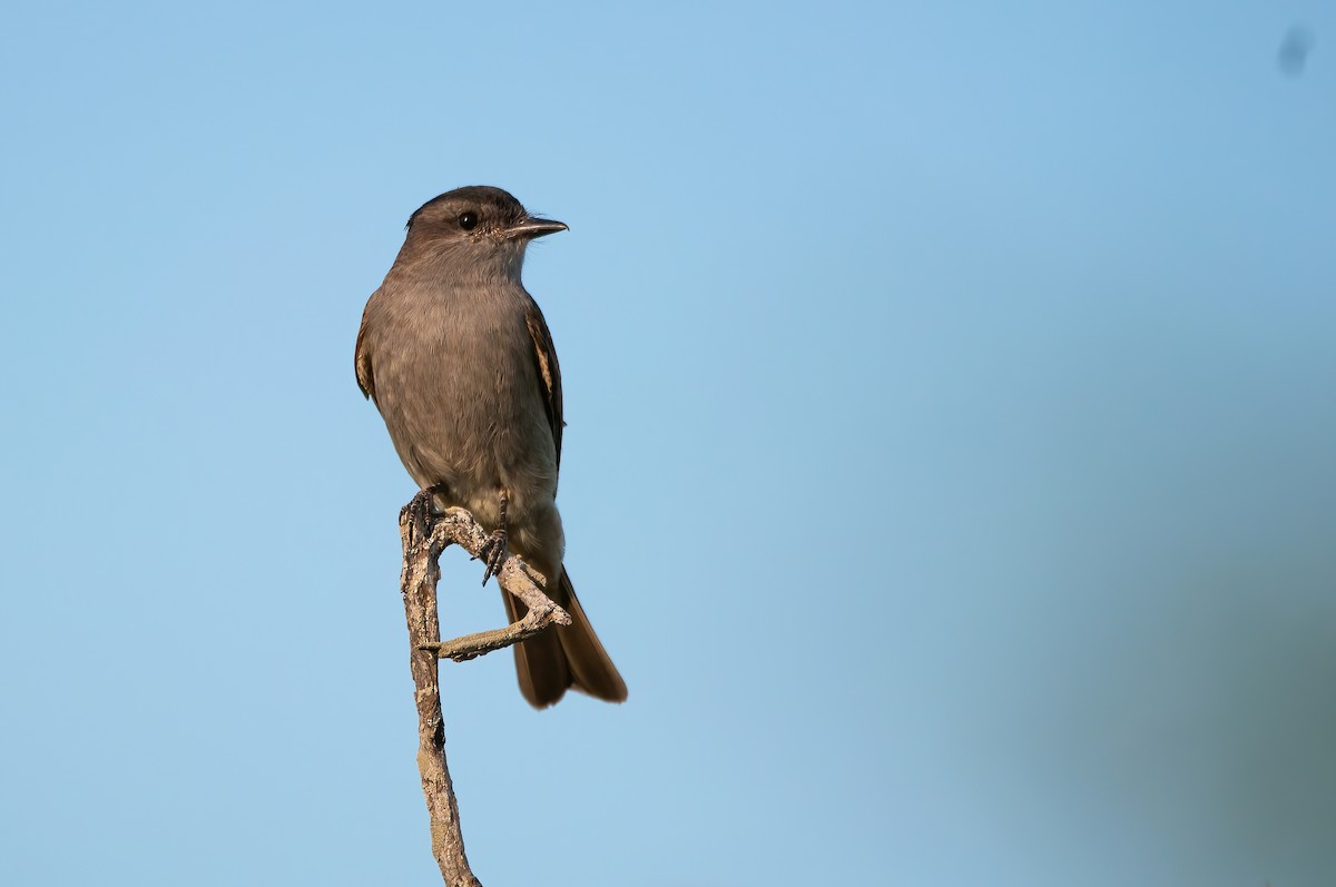 Crowned Slaty Flycatcher - Raphael Kurz -  Aves do Sul