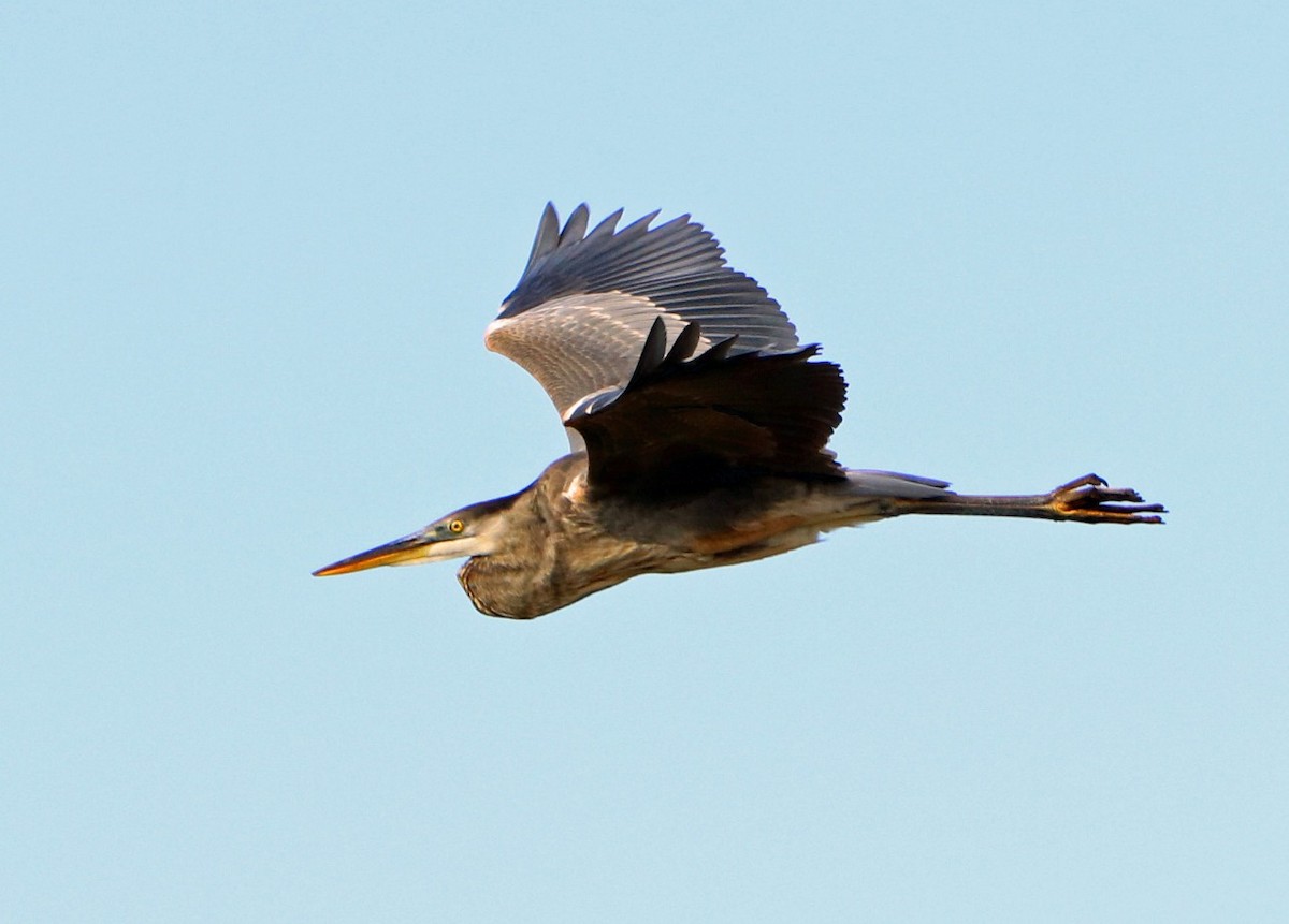 Great Blue Heron - ML513920211