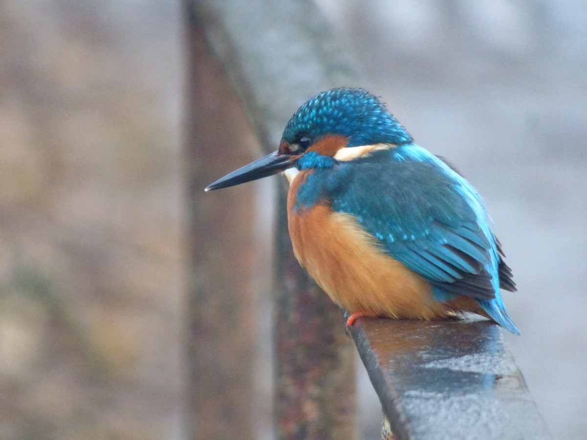 Common Kingfisher - ML513920791