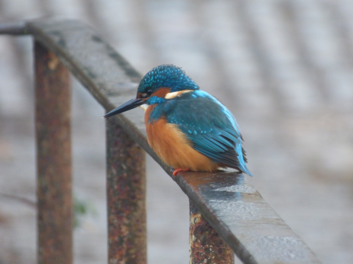 Common Kingfisher - ML513920811