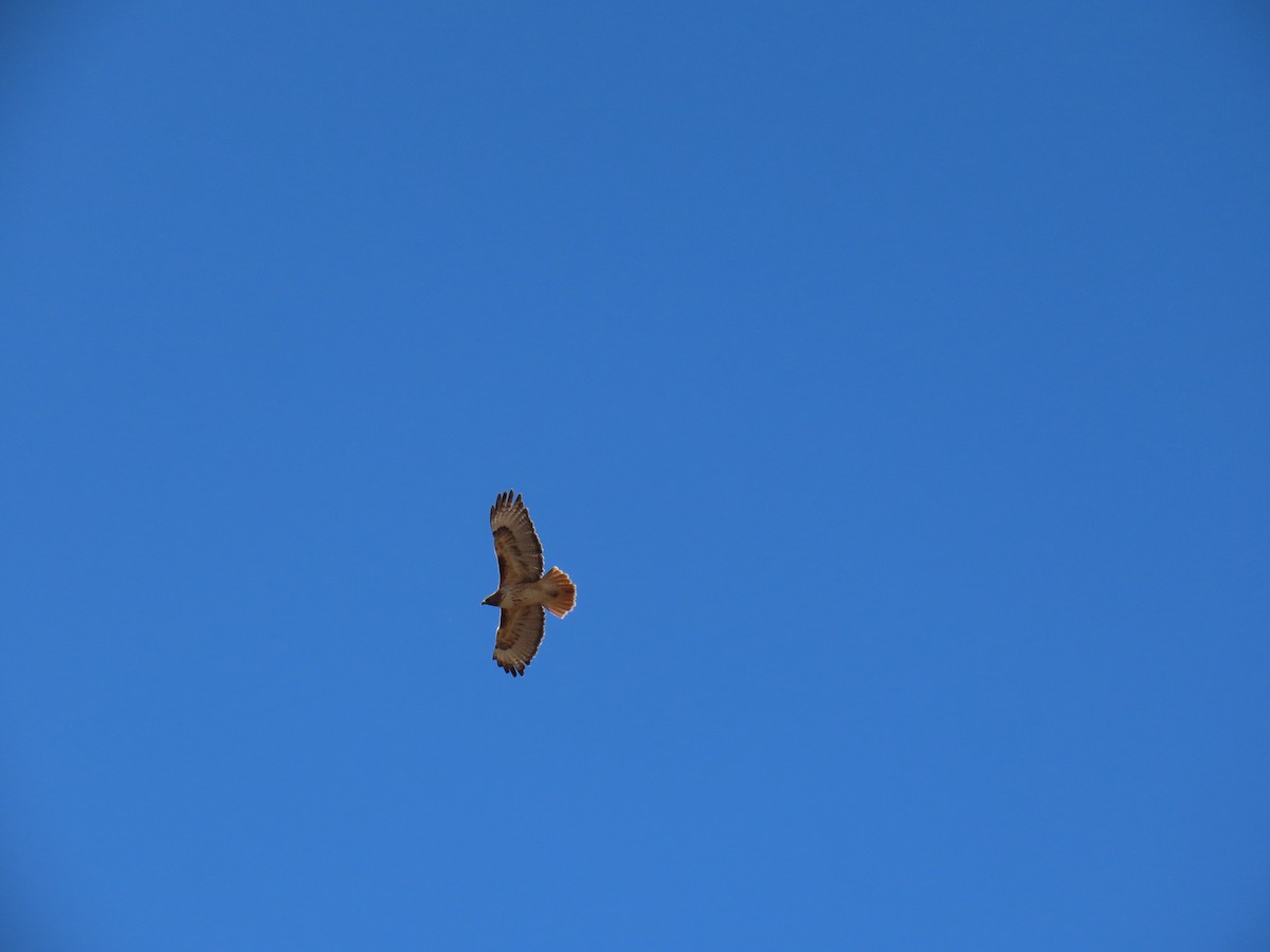 Red-tailed Hawk - ML513921401