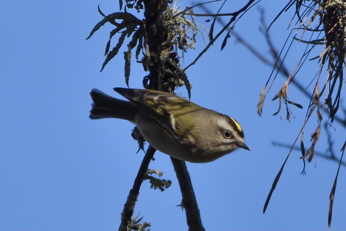Golden-crowned Kinglet - ML513922651