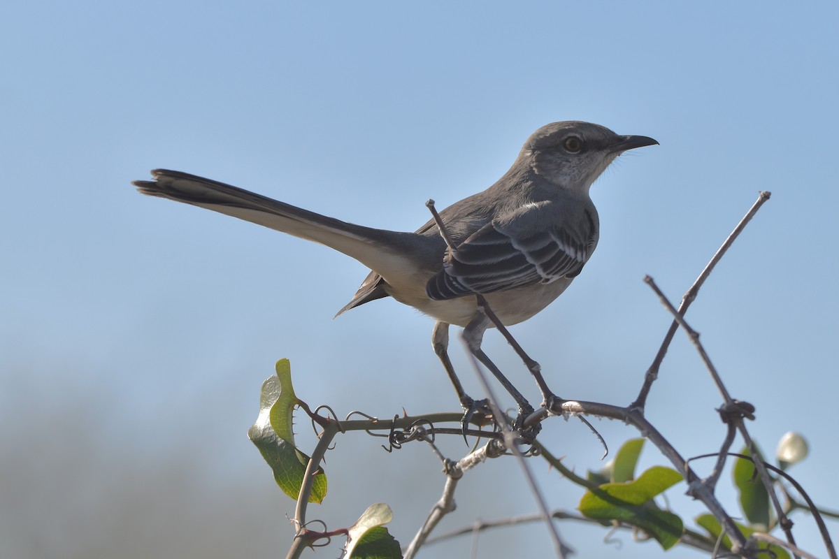 Northern Mockingbird - ML513922661