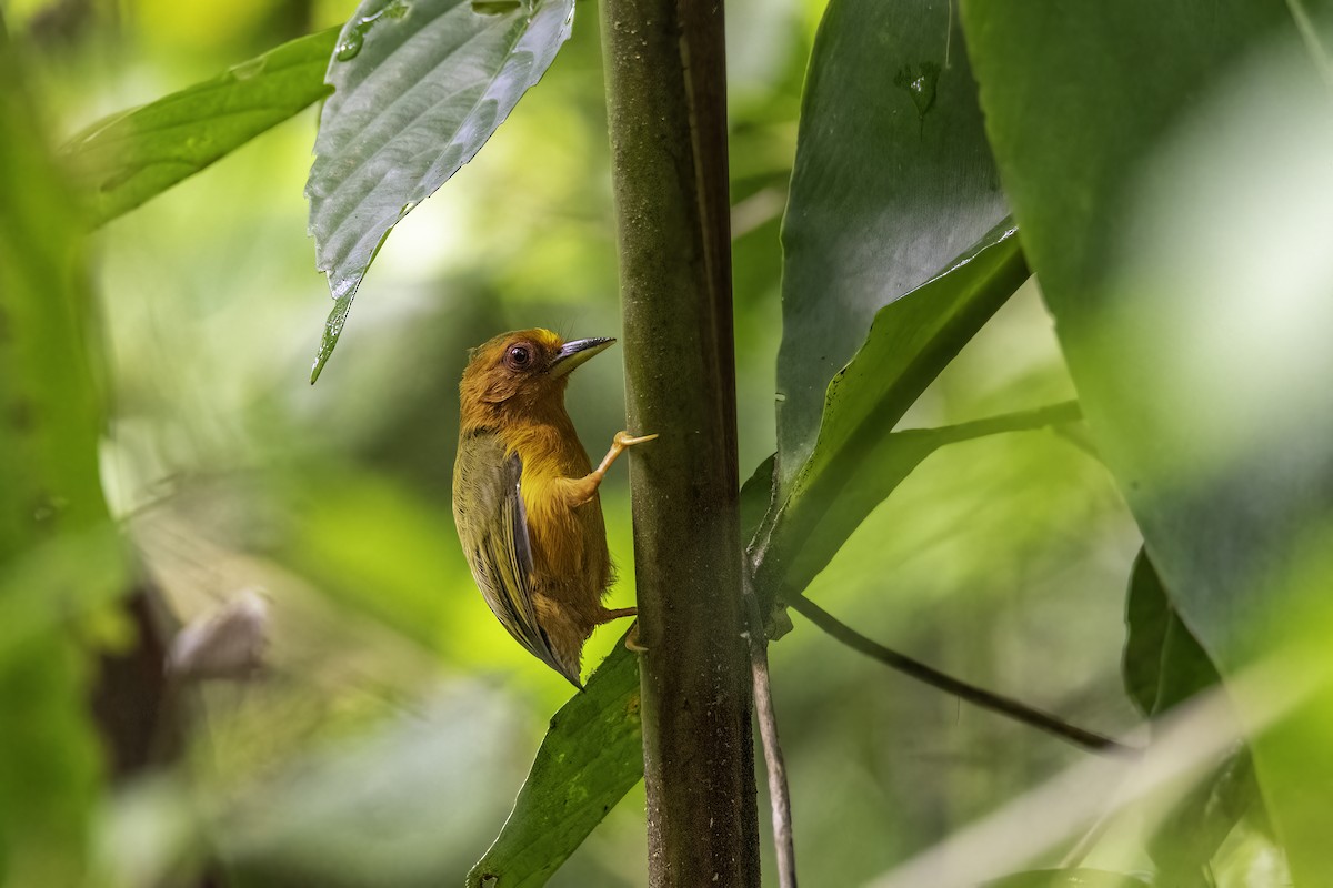 Rufous Piculet - Rick Bowers