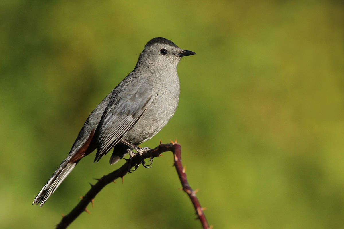 Gray Catbird - ML51392481