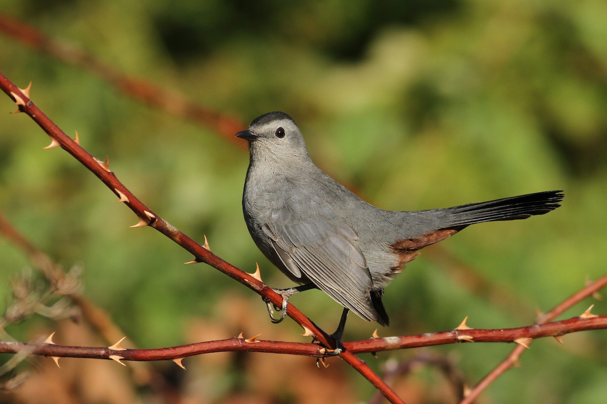 Gray Catbird - ML51392491