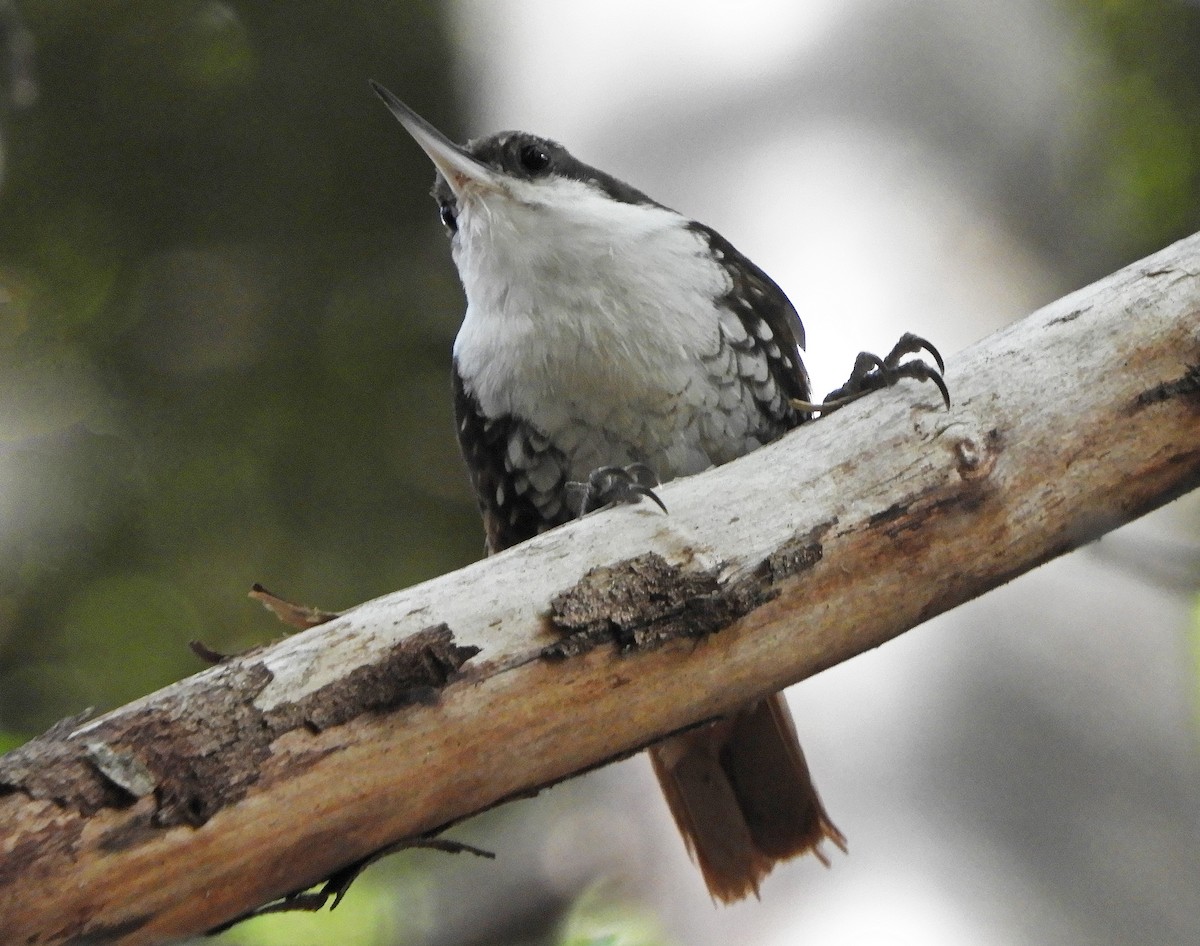 White-throated Treerunner - ML513924941