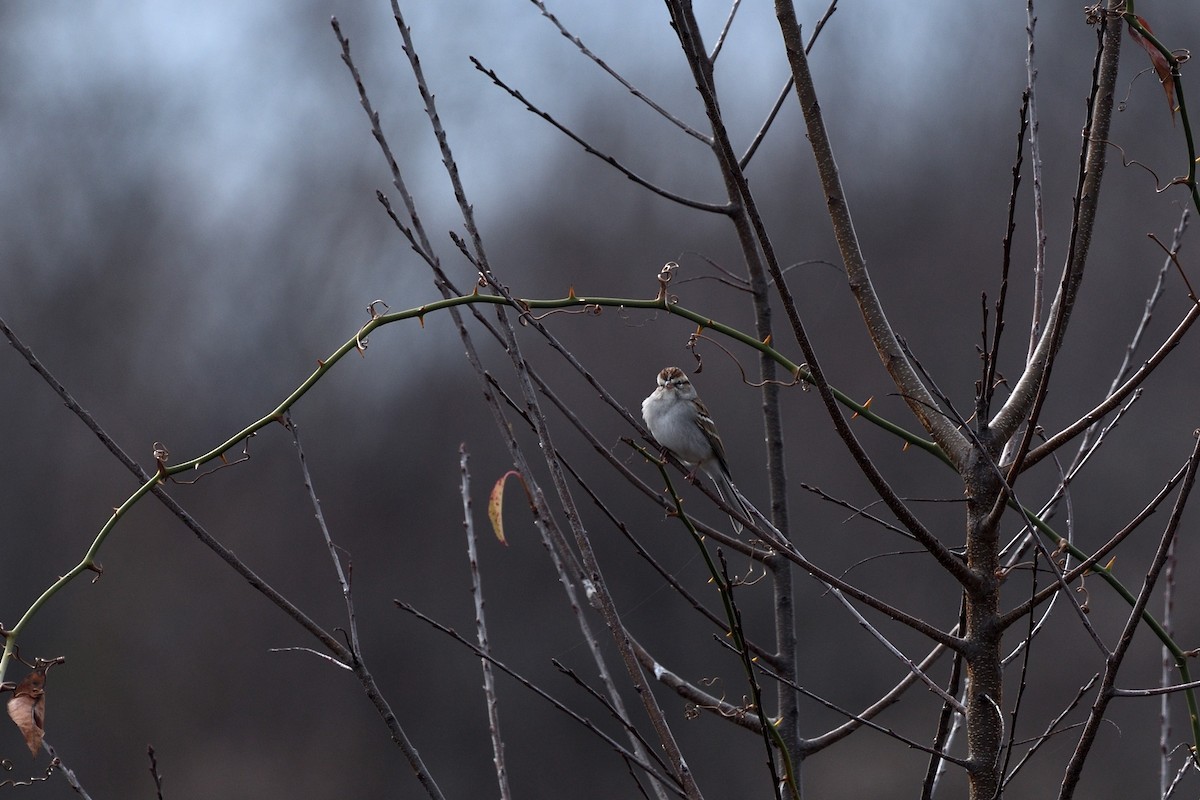 Chipping Sparrow - ML513925231