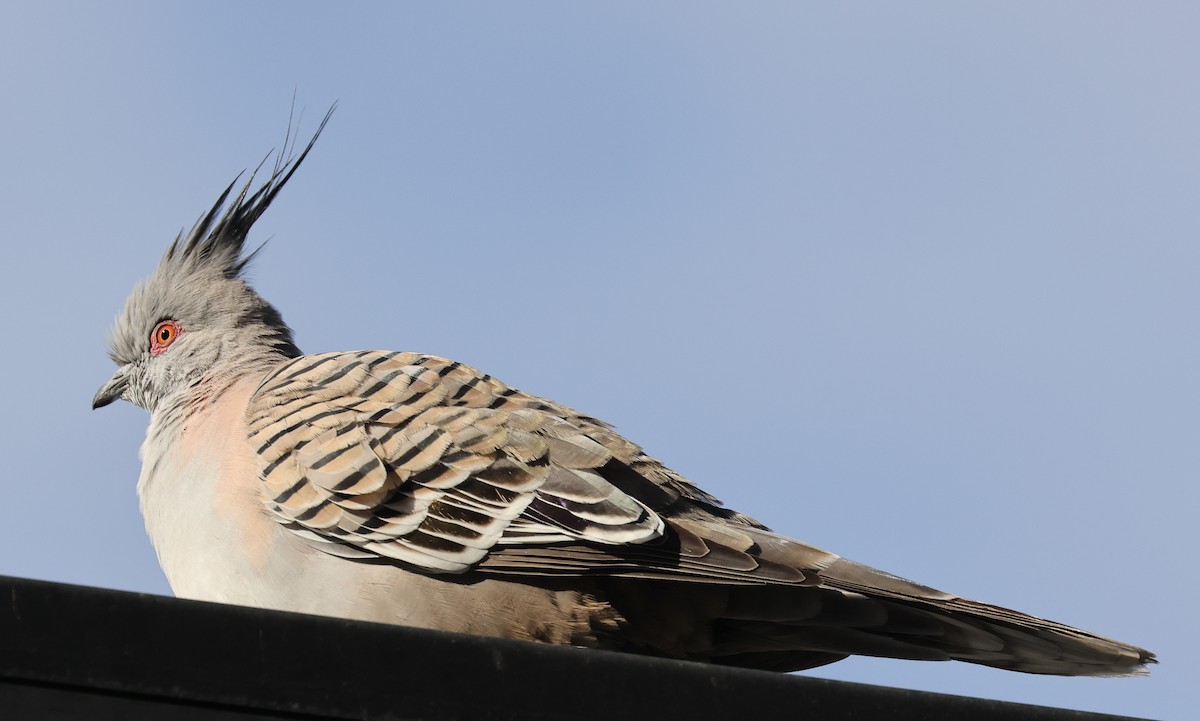 Crested Pigeon - ML513925441