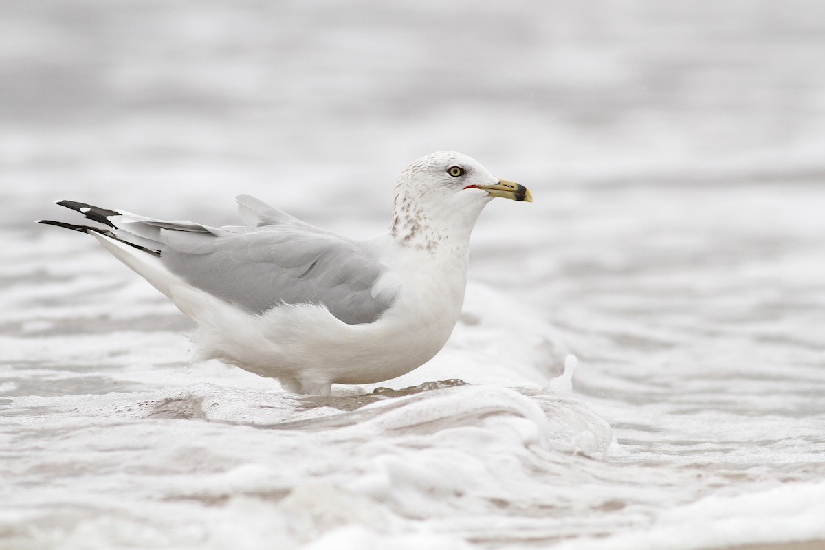 Ring-billed Gull - Evan Lipton