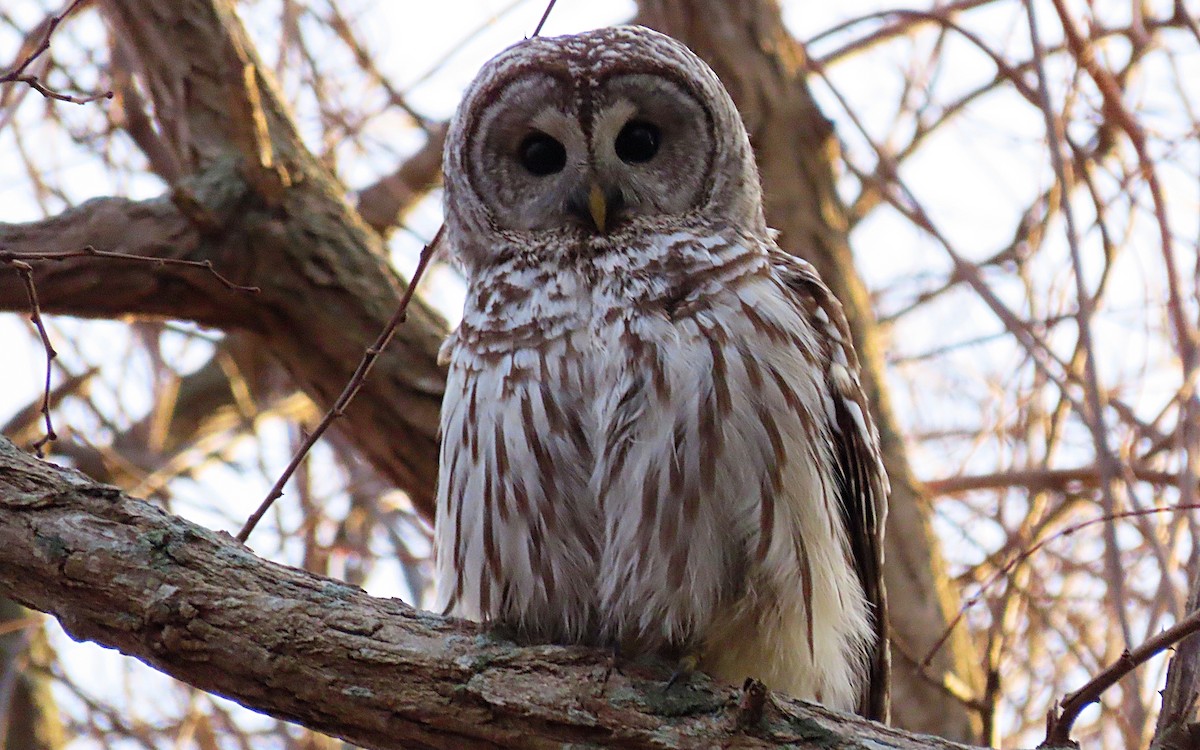 Barred Owl - ML513927781