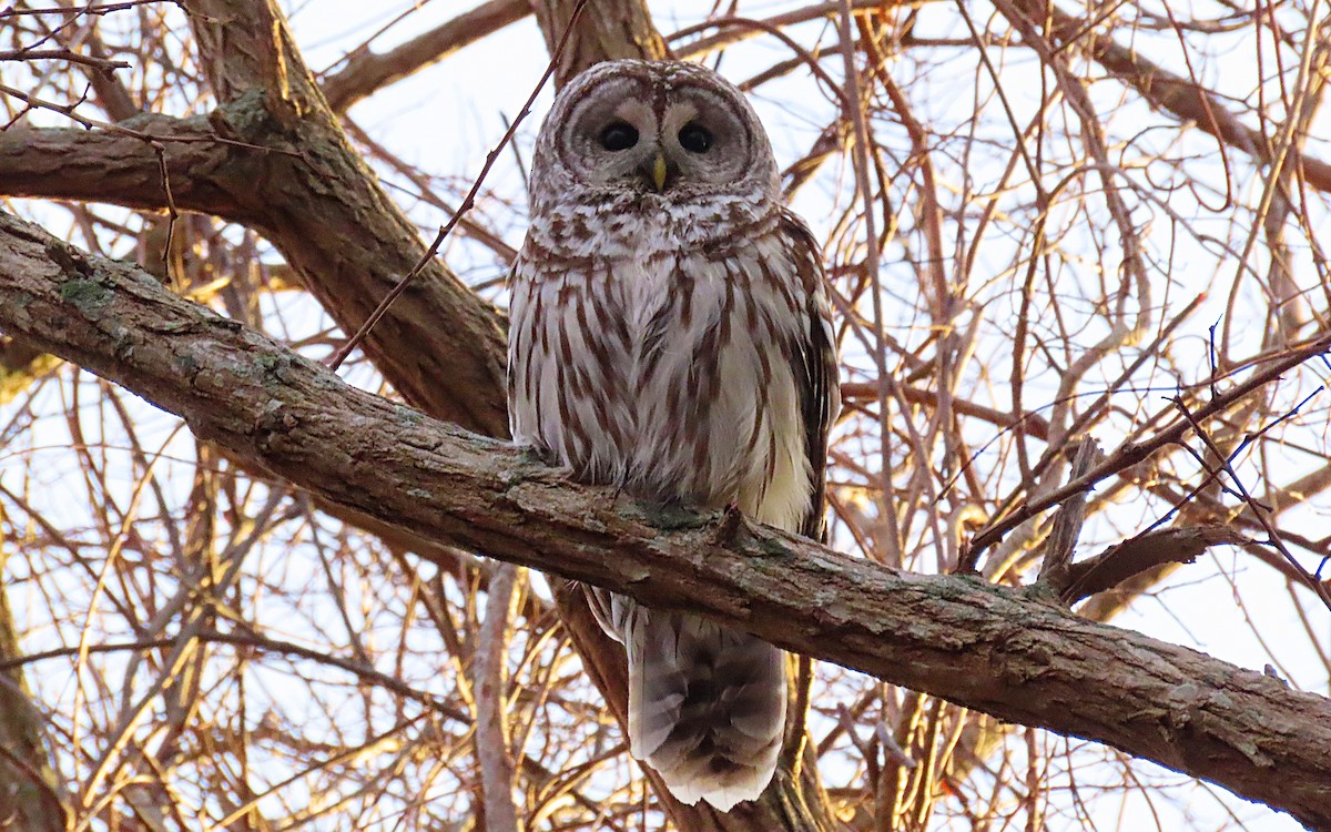 Barred Owl - ML513927791