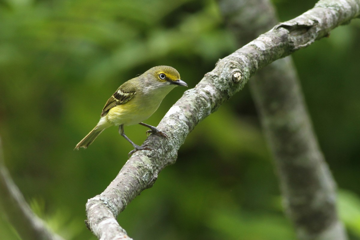 White-eyed Vireo - Evan Lipton