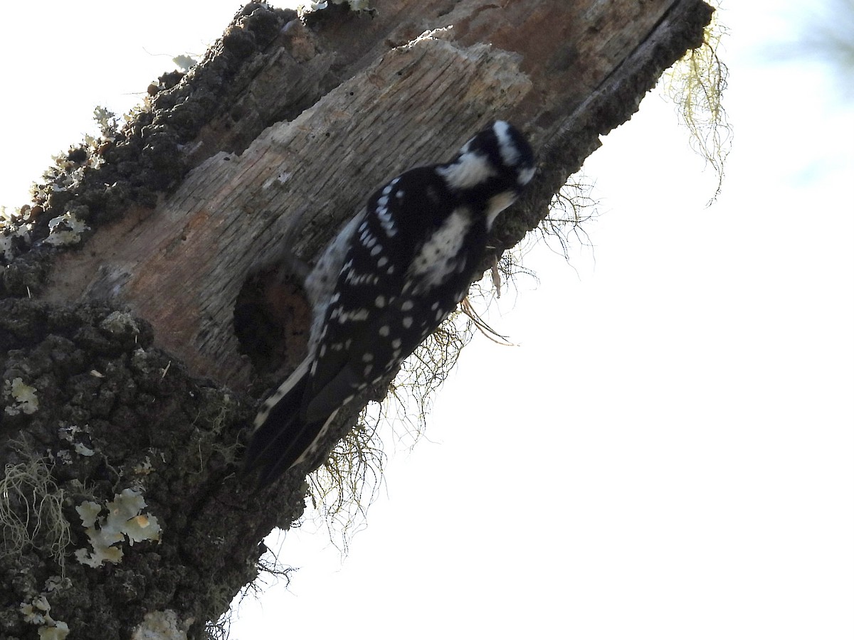 Downy Woodpecker - ML513930031