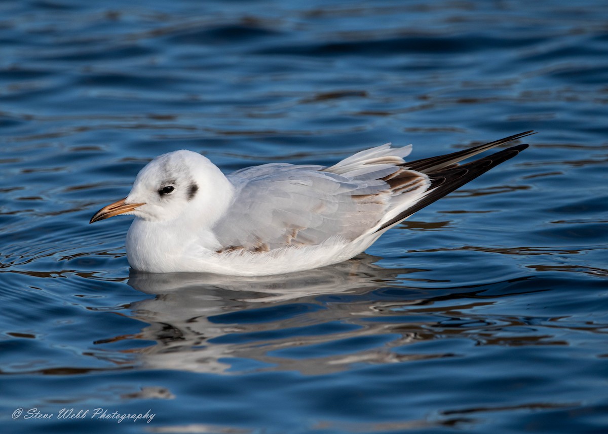 Mouette rieuse - ML513930521