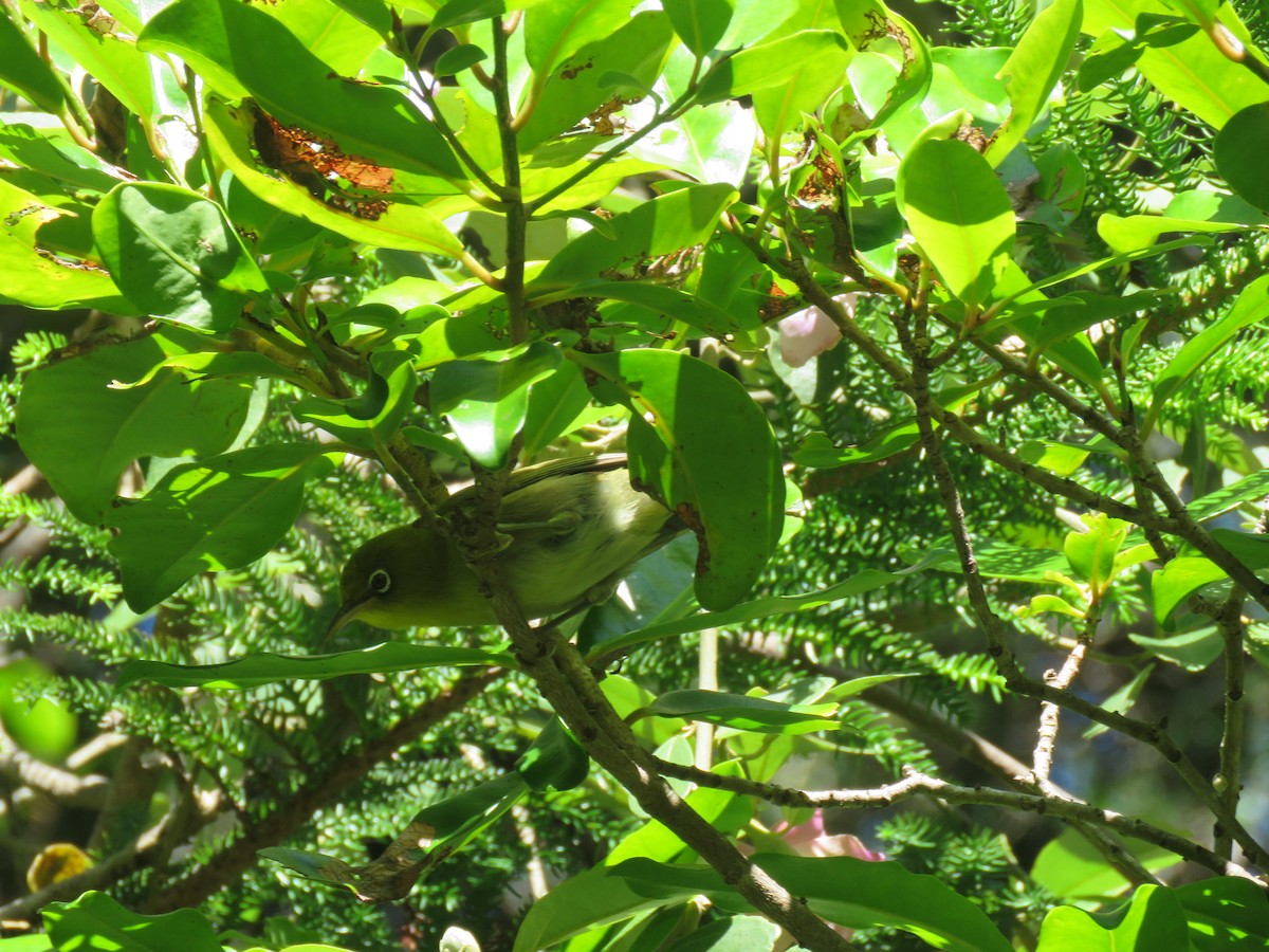 Slender-billed White-eye - Ceri Pearce