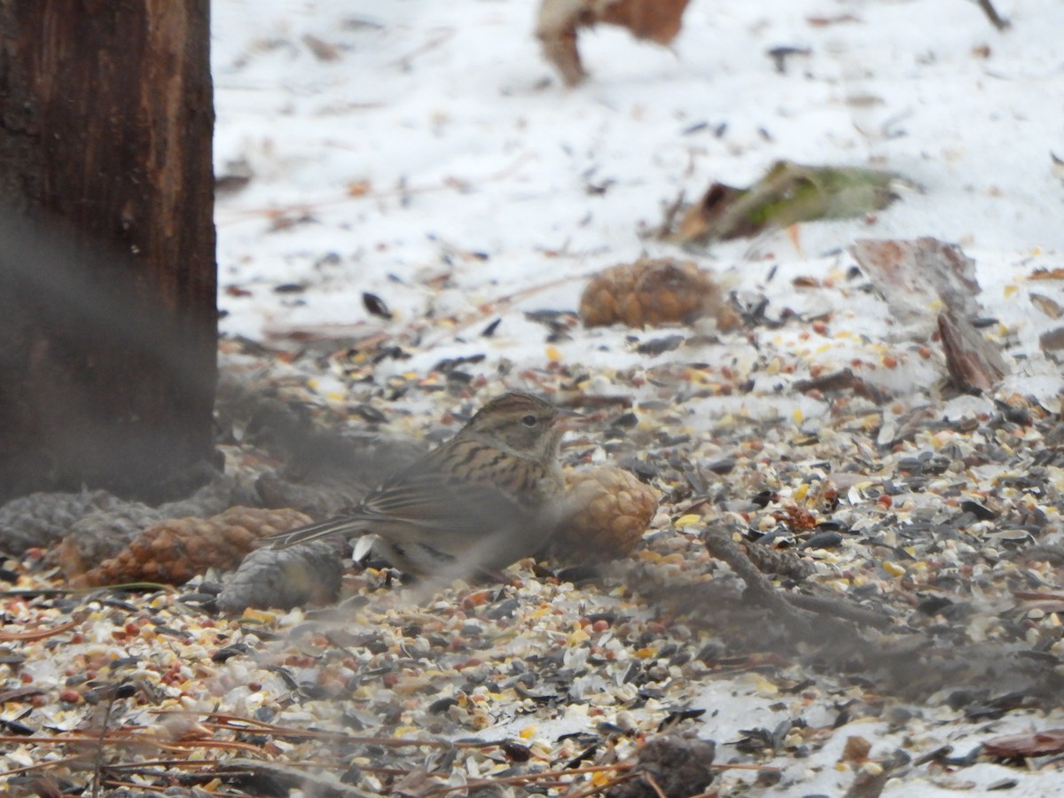 Chipping Sparrow - ML513933321