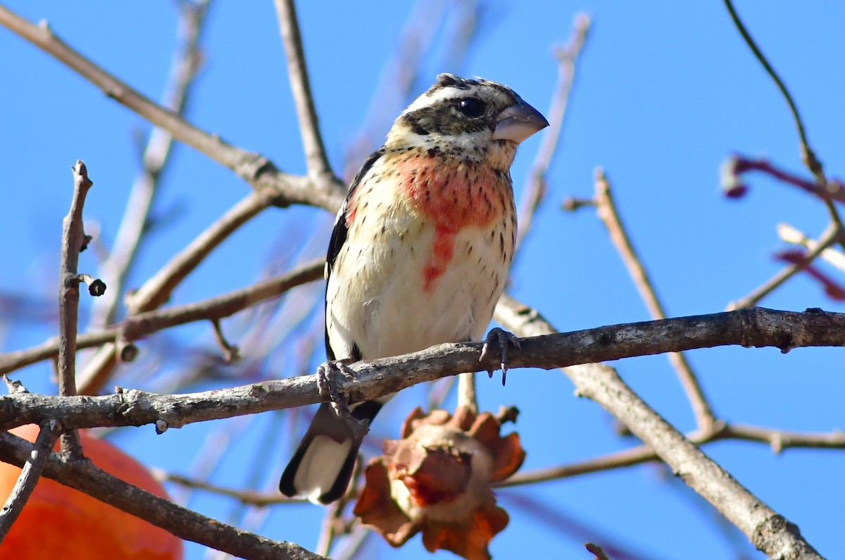 Rose-breasted Grosbeak - ML513934101