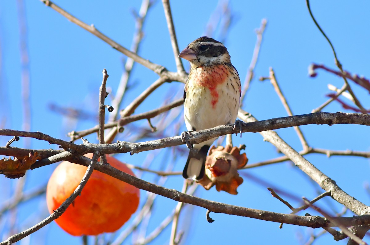 Rose-breasted Grosbeak - ML513934111