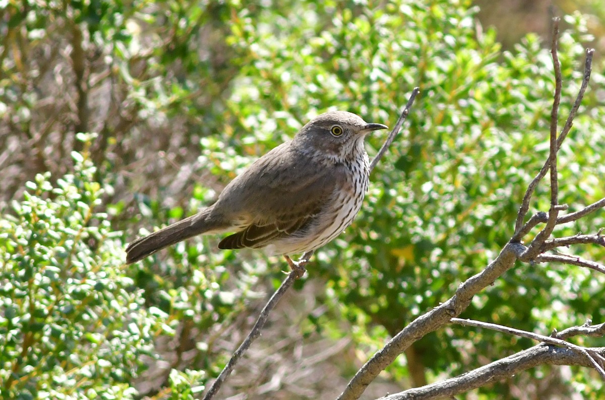 Sage Thrasher - ML513934191