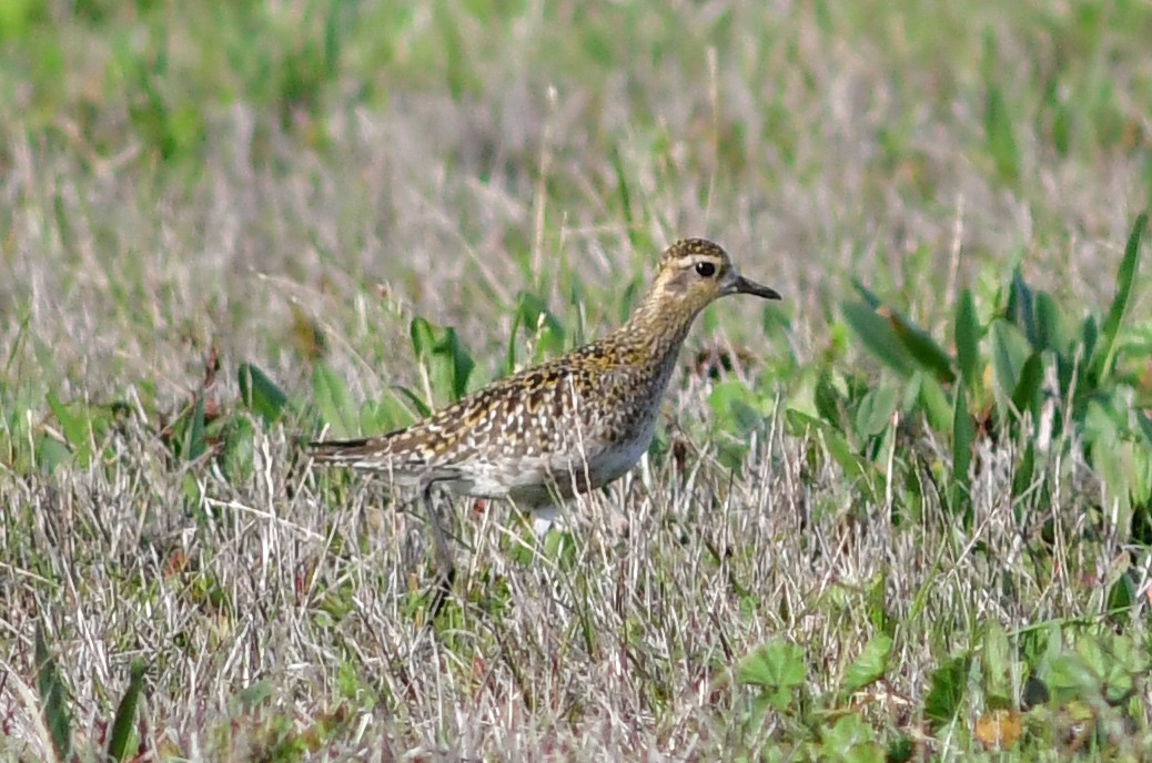 Pacific Golden-Plover - ML513934271