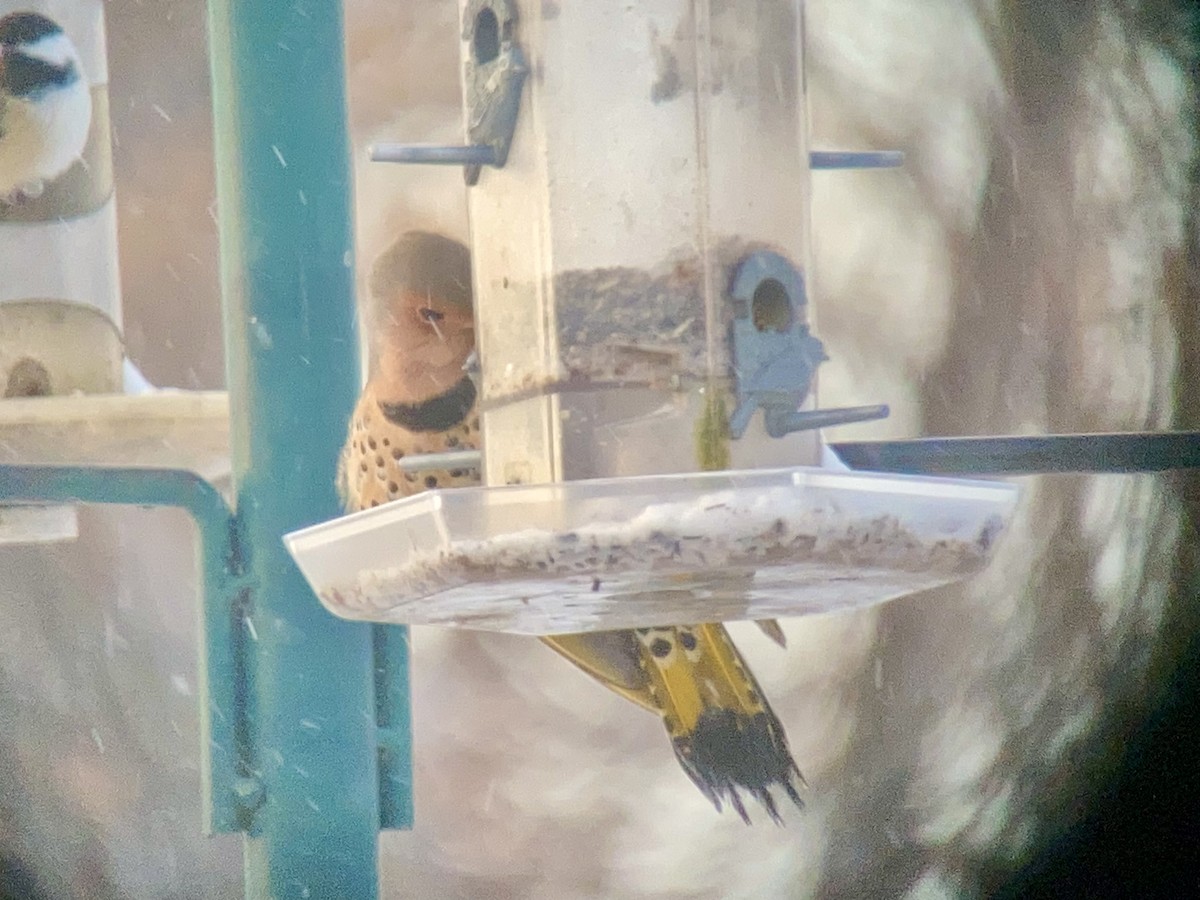 gullspett (auratus/luteus) - ML513934931