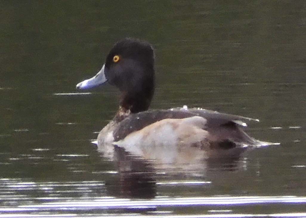 Ring-necked Duck - Peter Roberts