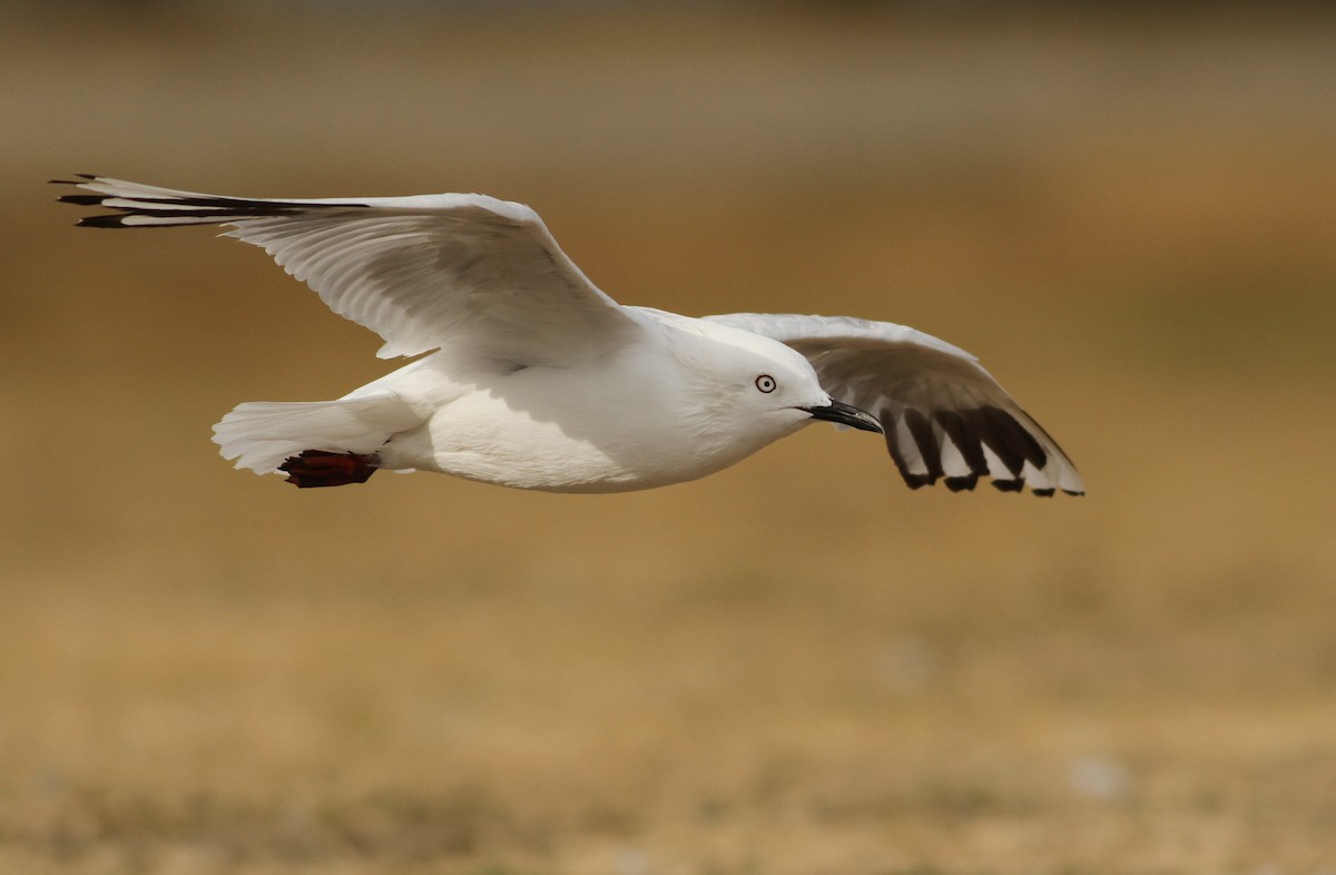 Black-billed Gull - ML51393531