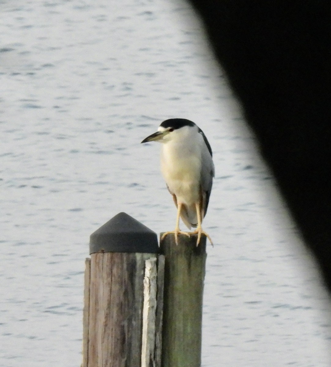 Black-crowned Night Heron - Carol Porch