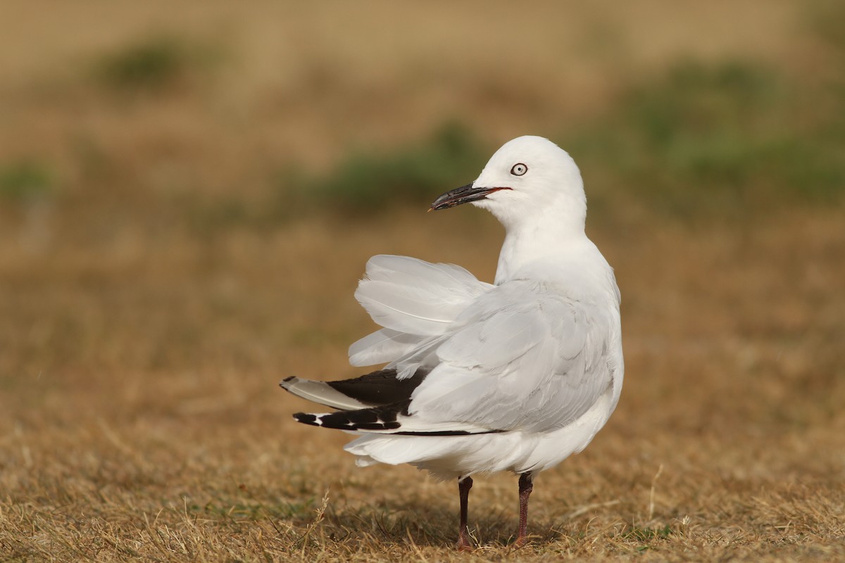 Black-billed Gull - ML51393591