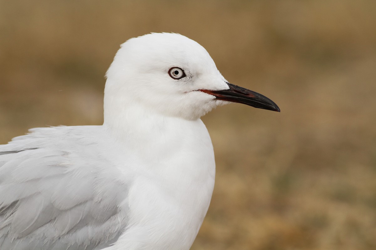 Black-billed Gull - ML51393631