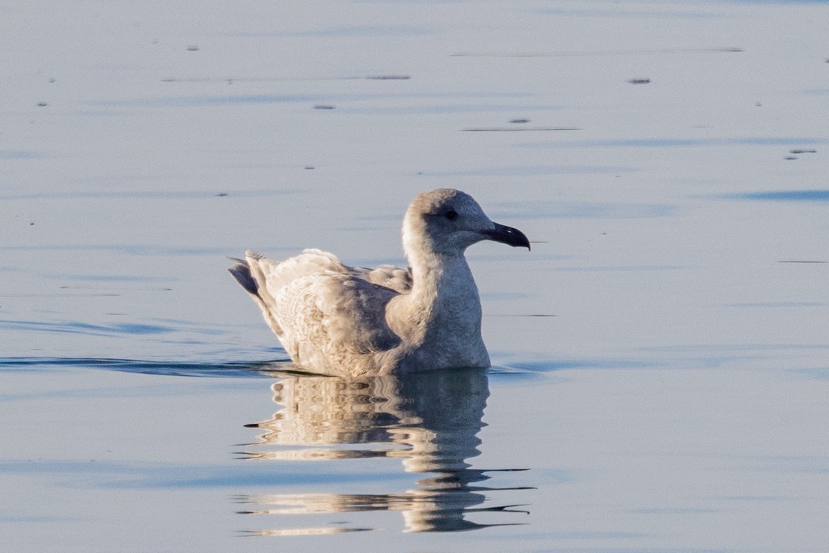 Glaucous-winged Gull - Loni Ye