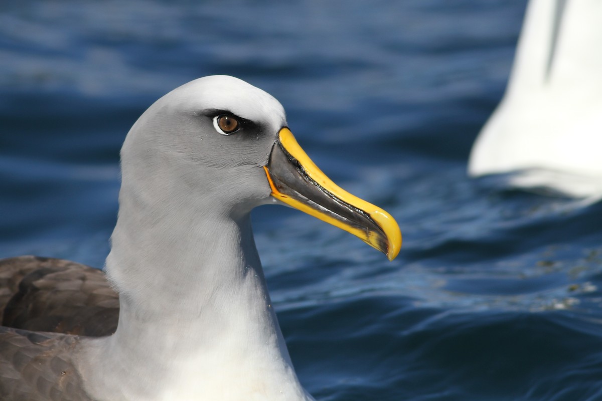 Buller's Albatross - ML51393851