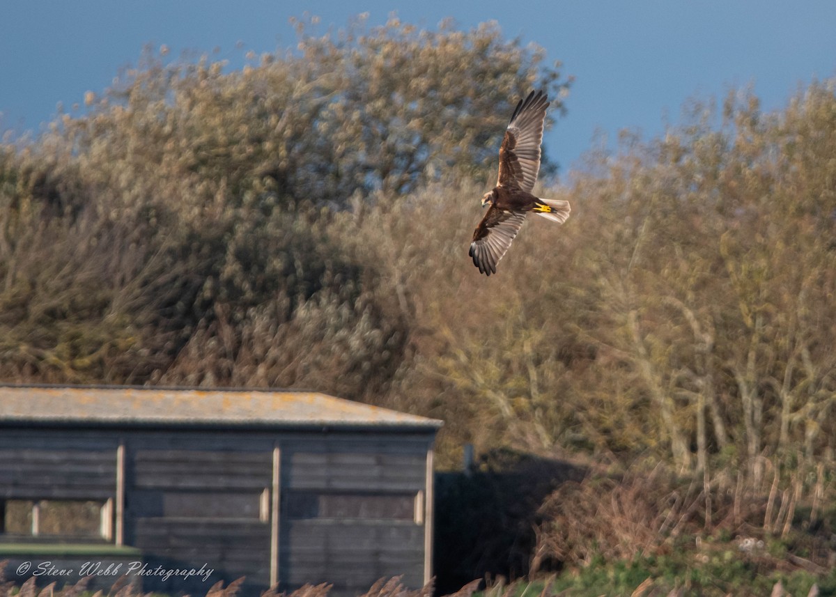 Western Marsh Harrier - ML513938841