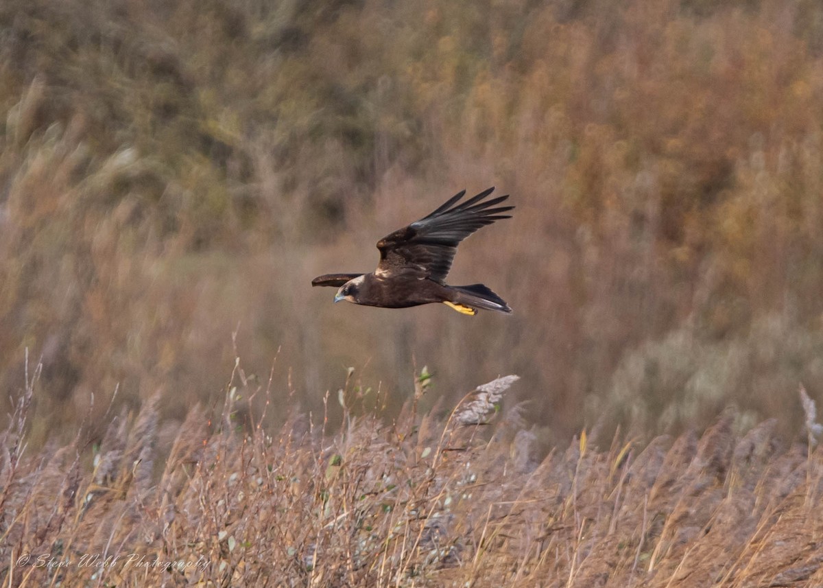 Western Marsh Harrier - ML513938881