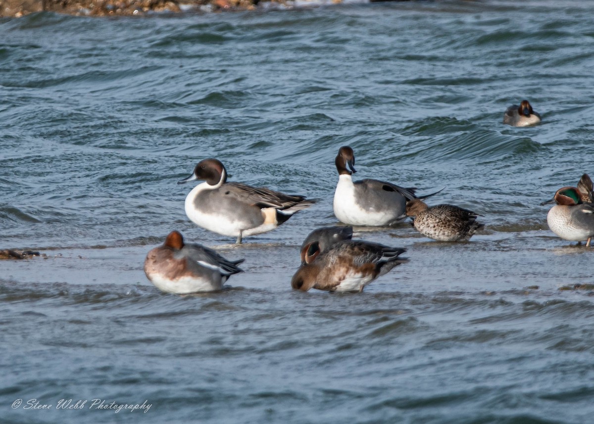 Northern Pintail - ML513938981