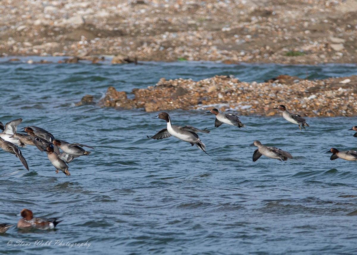 Northern Pintail - Stephen Webb