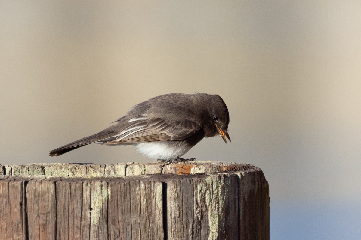 Black Phoebe - ML513939111